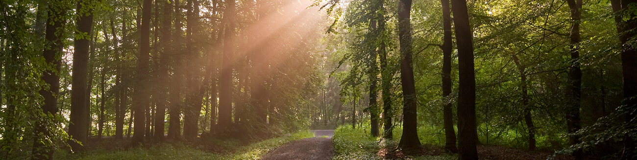 Sun shining through tall trees in a forest with a trail